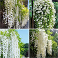 400+ Climbing Weeping Jasmine Flower Seeds for Planting Fragrant Plant Seeds Four Seasons Garden Home Jasmine Garden Balcony Climbing Flower