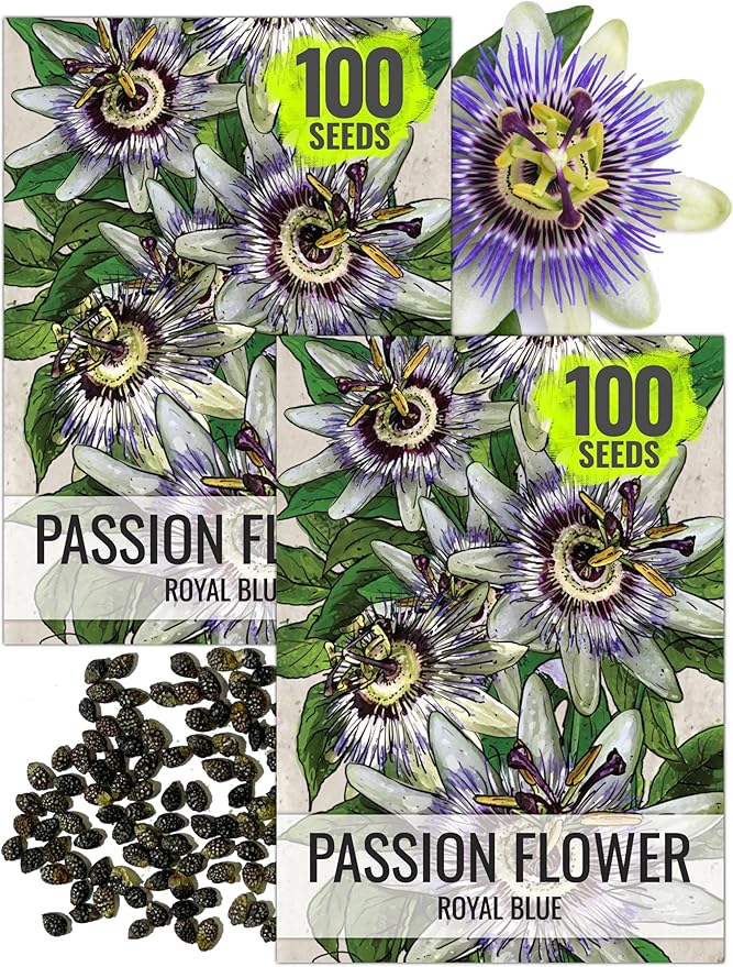 Seed Needs, Royal Blue Passion Flower Seeds - 100 Heirloom Seeds for Planting Passiflora caerulea - Open Pollinated Tropical Vine Produces Exotic Blooms (2 Packs)