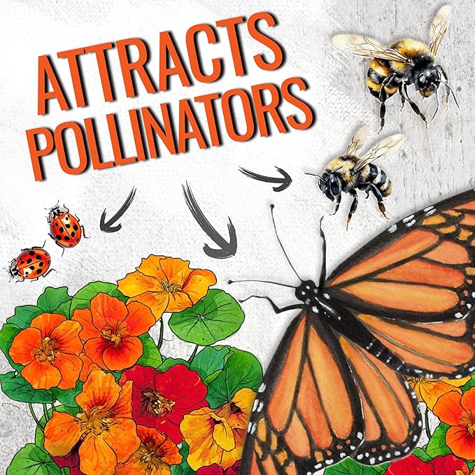 Seed Needs Nasturtium Seeds for Planting Jewel Blend - Heirloom Untreated & Open Pollinated Annual Wildflowers - Edible Mixed Flowers to Plant a Butterfly Garden (1 Pack)