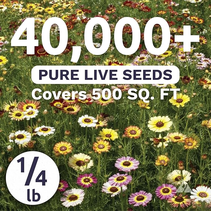 Painted Daisy - Bulk 1/4 Pound Pouch - 40,000 Flower Seeds for Planting - Chrysanthemum carinatum