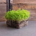Carrot Microgreens Seeds - 1 Oz - Non-GMO Micro Greens Seeds - High Germination - Premium Seed