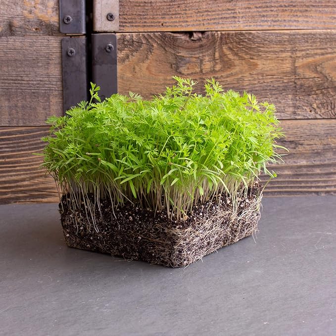 Carrot Microgreens Seeds - 1 Lb - Non-GMO Micro Greens Seeds - High Germination - Premium Seed