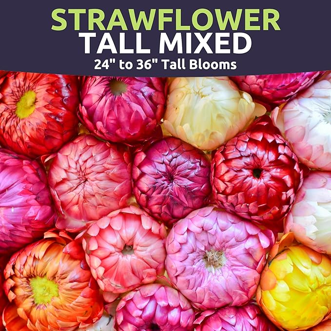 Strawflower Tall Mixed - Large 750mg Envelope - 1,100 Flower Seeds for Planting - Xerochrysum bracteatum