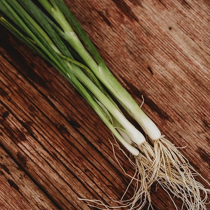 Tokyo Long White Bunching Spring (Green) Onion - 100 Seeds - Heirloom & Open-Pollinated Variety, Non-GMO Vegetable Seeds for Planting Outdoors in The Home or Kitchen Garden, Thresh Seed Company