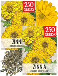 Seed Needs Zinnia Seeds for Planting Canary Bird Yellow Zinnias - Heirloom & Open Pollinated Annual Cut Flowers for a Butterfly Garden (2 Packs)