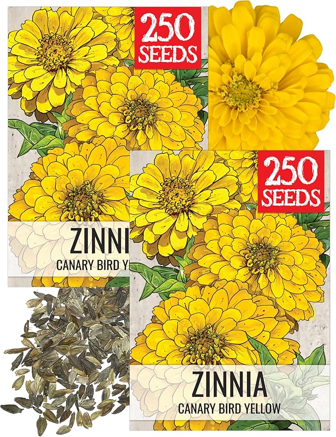 Seed Needs Zinnia Seeds for Planting Canary Bird Yellow Zinnias - Heirloom & Open Pollinated Annual Cut Flowers for a Butterfly Garden (2 Packs)