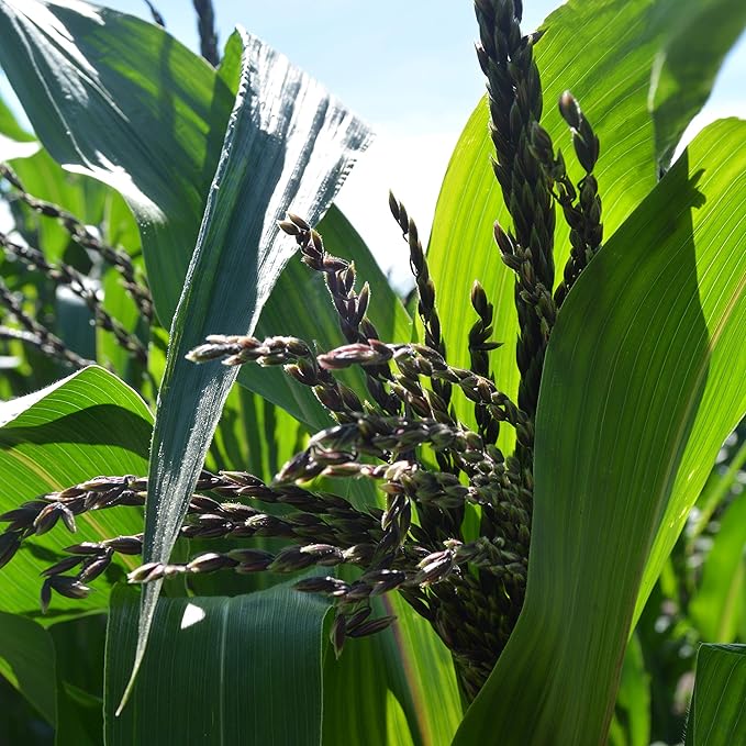 Seneca Red Stalker Ornamental Indian Corn - 50 Seeds - Rare, Colorful Heirloom/Open-Pollinated Variety, USA-grown, non-GMO Vegetable Seeds for Planting Outdoors in the Home Garden, Thresh Seed Company