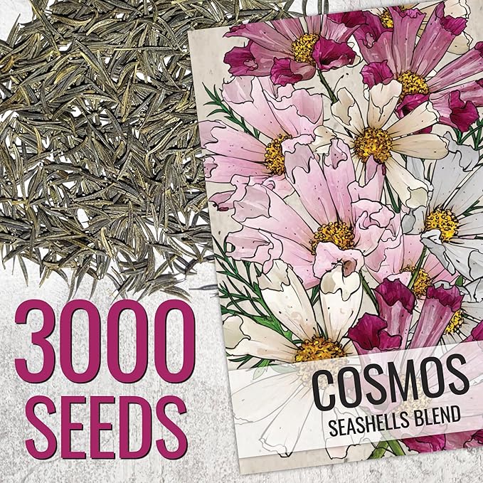 Seed Needs Seashells Cosmos Seeds Multicolored Flower Seed Blend | 3,000+ Heirloom Seeds for Planting Cosmo Bipinnatus Open Pollinated | Unique Mixed Colors Tubular Blooms Attract Pollinators | Bulk