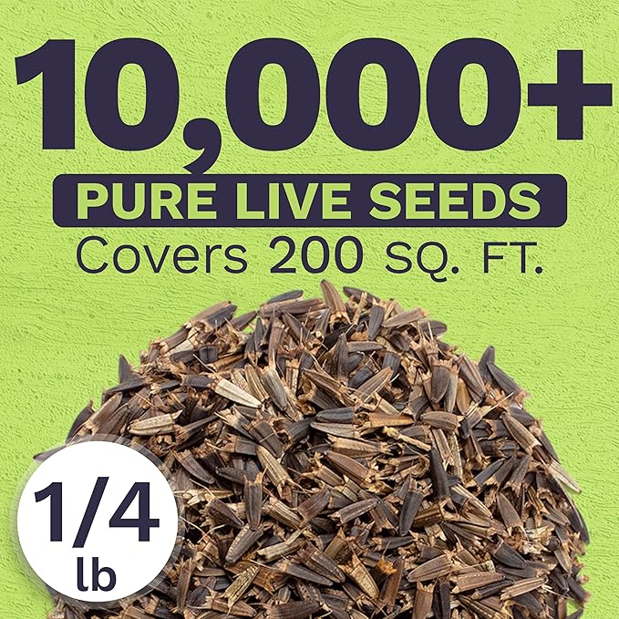 Mexican Sunflower Seeds – Bulk Quarter Pound Bag – Over 10,000 Open Pollinated Non-GMO Wildflower Seeds – Tithonia rotundifolia