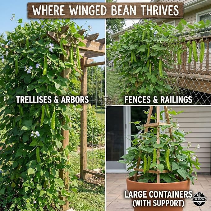 50+ USA Premium Winged Bean Seeds for Planting, Non-GMO Seeds – High-Yield, Nutritious, Tropical Climbing – Non-GMO, Heirloom Vegetable Dragon Four-Angled Bean