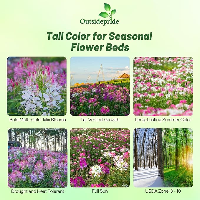 Outsidepride Mix Cleome Seeds - 2000 Pcs Annual Flower Seeds with Large, Airy, Spidery Blooms, Drought Tolerant Spider Plant for Xeriscaping, Flower Bed, Border, Pollinator, & Cut Flower Garden