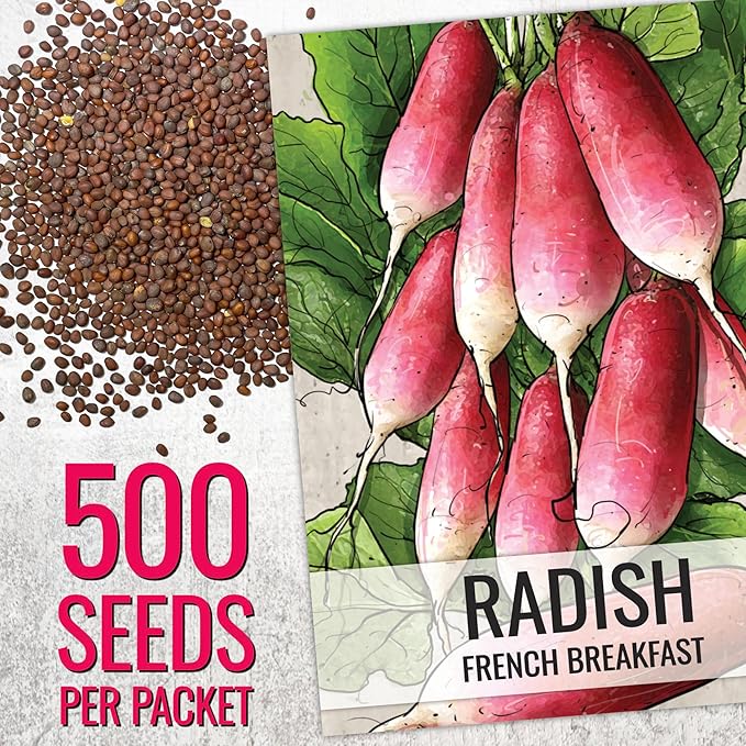 Seed Needs Radish Seeds for Planting French Breakfast Radishes - Non-GMO Heirloom & Untreated - Grow a Home Grown Vegetable Garden - Cool Weather Crops (2 Packs)