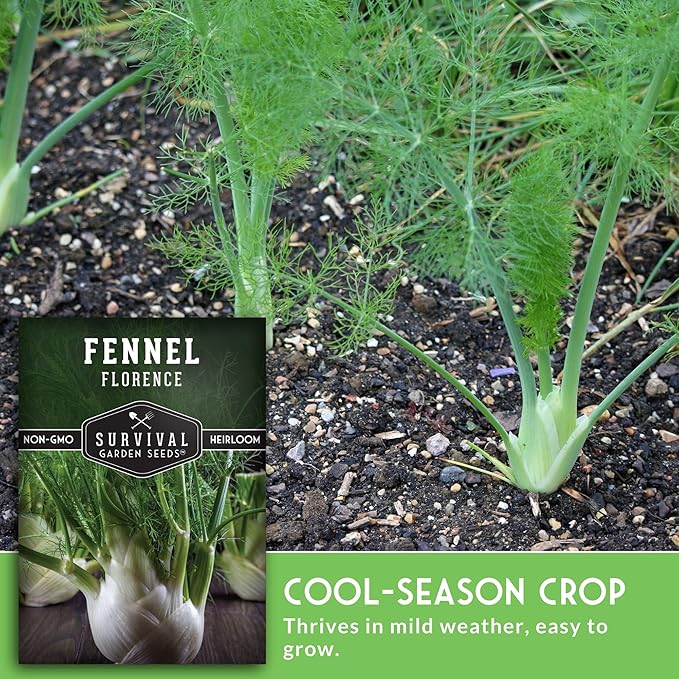 Fennel Seed for Planting - 3 Packets with Instructions to Grow Cool-Weather Florence Fennel (Finnochio) in Your Home Vegetable Garden - Non-GMO Heirloom Variety - Survival Garden Seeds