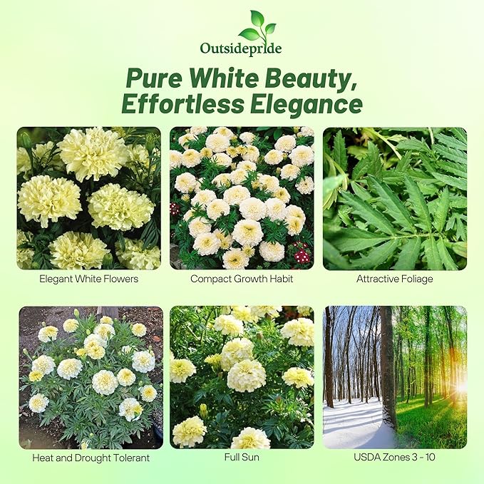 Outsidepride Nana Kilimanjaro White African Marigold Seeds for Planting - 1000 Pcs Annual, Compact & Heat-Tolerant, Flower Seeds w/Creamy White 3-Inch Blooms, Ideal for Vibrant Pollinator Gardens