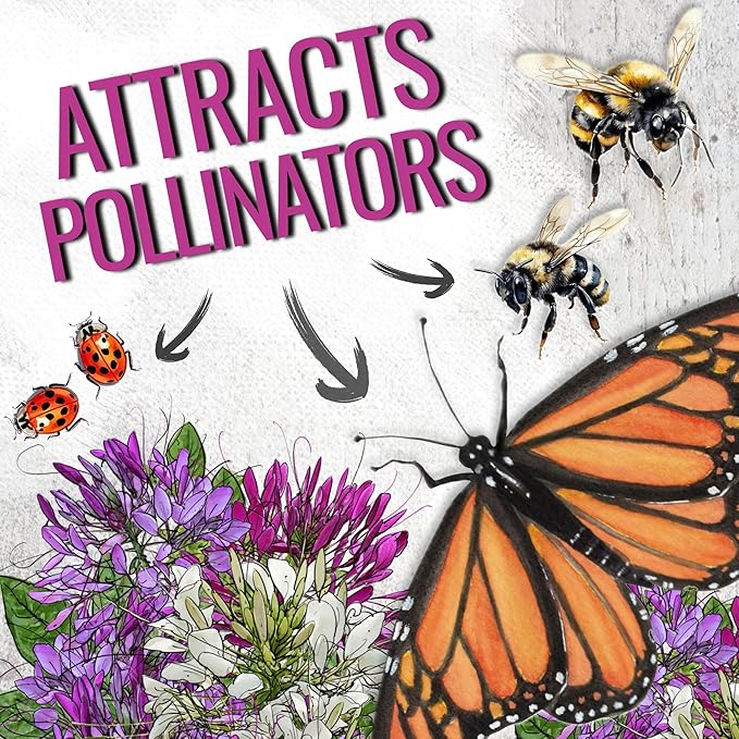 Seed Needs Cleome Seeds for Planting Spider Plants - Heirloom & Open Pollinated Wildflower Seeds to Grow a Butterfly Garden to Attract Pollinators (5 Packs)