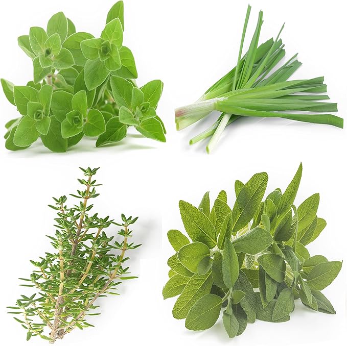 Perennial Herb Seeds Variety Pack – Non-GMO Chives, Greek Oregano, Sage, German Winter Thyme – Heirloom Culinary Herb Garden Seeds for Planting Indoors & Outdoors
