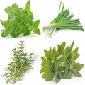 Perennial Herb Seeds Variety Pack – Non-GMO Chives, Greek Oregano, Sage, German Winter Thyme – Heirloom Culinary Herb Garden Seeds for Planting Indoors & Outdoors