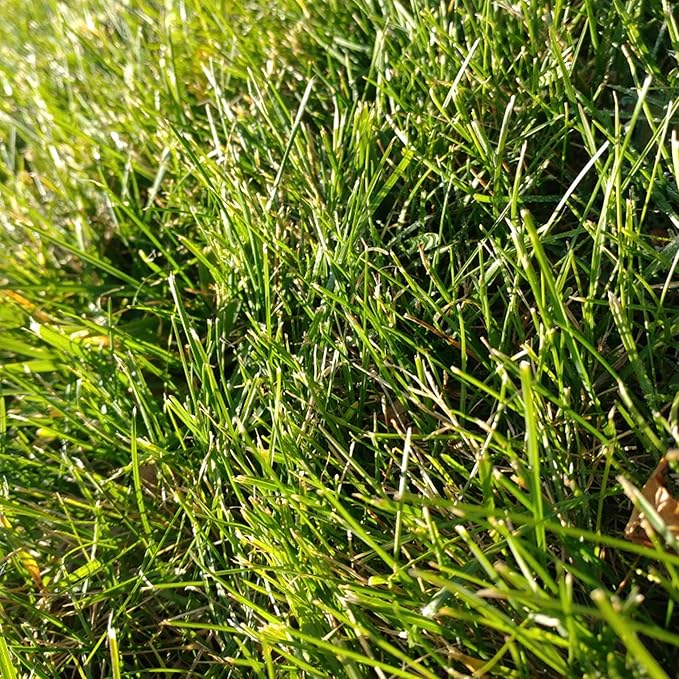 Cabin Grass Seed Mix - 1 Lb - Non-GMO Erosion Control, Drought Resistant Turf Blend: Sodar Streambank Wheatgrass, Roadcrest Crested Wheatgrass & Sheep Fescue