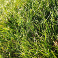 Cabin Grass Seed Mix - 1 Lb - Non-GMO Erosion Control, Drought Resistant Turf Blend: Sodar Streambank Wheatgrass, Roadcrest Crested Wheatgrass & Sheep Fescue