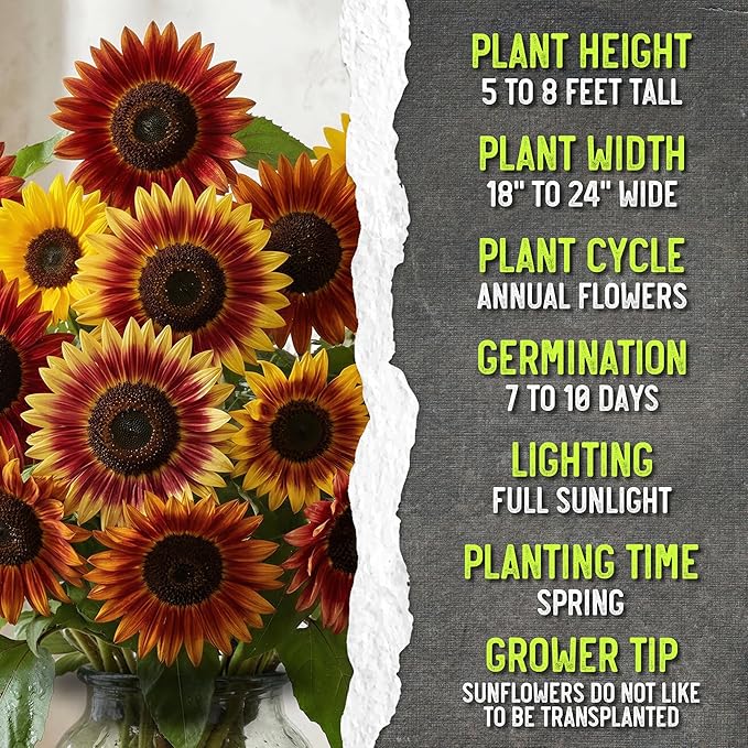 Seed Needs Sunflower Seeds to Plant Autumn Beauty Sunflowers (Mixture) - Heirloom & Open Pollinated Flower Seed to Plant an Outdoor Wildflower Butterfly Garden - Makes a Great Cut Flower (2 Packs)