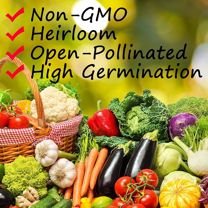 Italian Dandelion Herb Garden Seeds (Chicory) - 4 Oz - Non-GMO, Heirloom Herbal Gardening Seeds