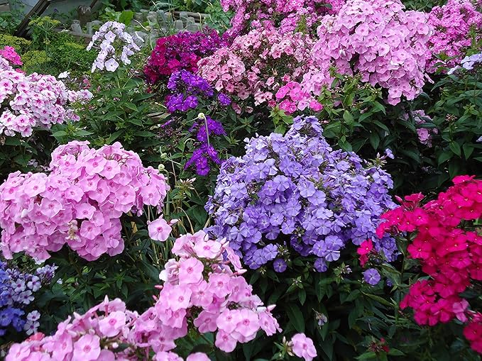 Phlox Drummondii Mix Seeds – Annual Flower (Phlox drummondii) | Heirloom, Non-GMO, Colorful Garden Bedding Flower