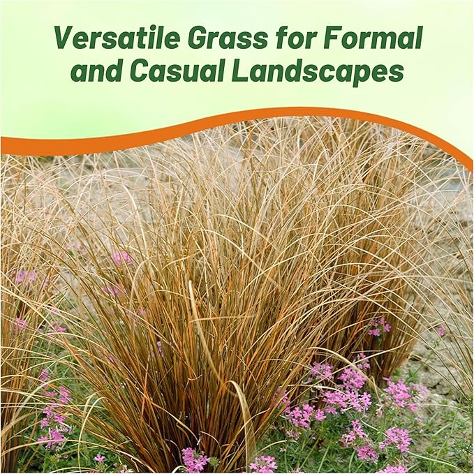 Outsidepride 200 Seeds Perennial Carex Buchananii Red Rooster Ornamental Grass Seed for Planting
