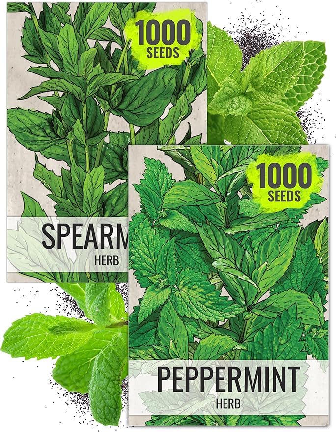 Seed Needs Mint Seeds for Planting Spearmint & Peppermint - Non-GMO Heirloom & Untreated Herb Seed to Plant an Indoor/Outdoor Culinary Medicinal Garden (Collection of 2 Packets)