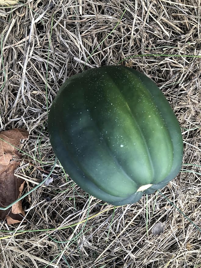 Organic Table Queen Acorn Squash Seeds (Cucurbita Pepo), 20 Grams (100 Seeds) - Winter Squash Variety by Smoke Camp Crafts