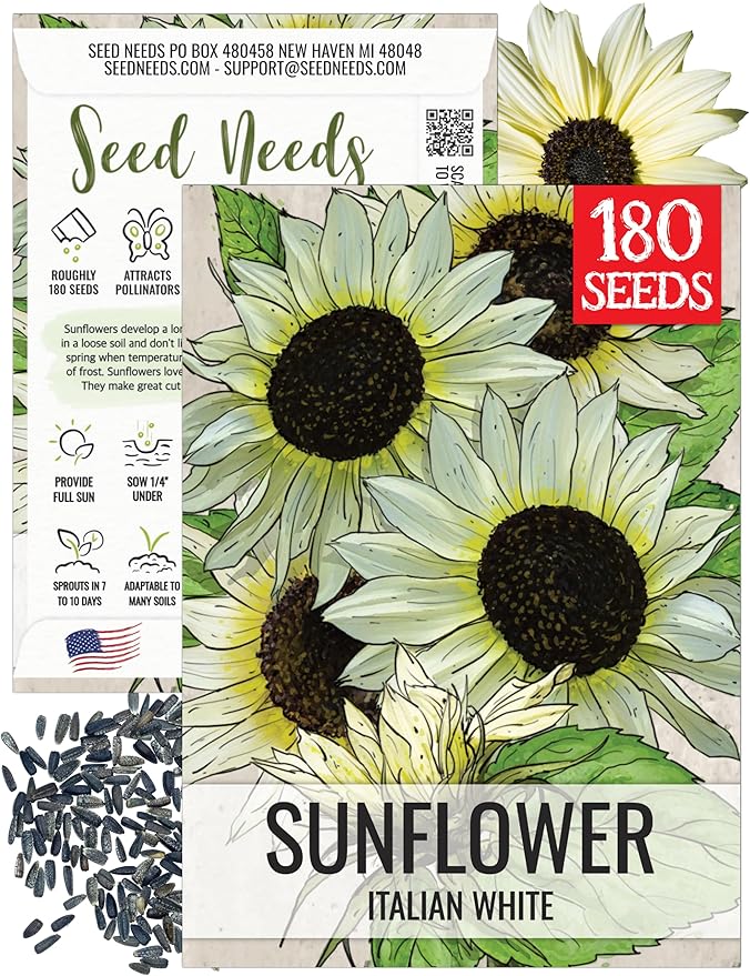 Seed Needs Sunflower Seeds for Planting Italian White Sunflowers - Heirloom & Open Pollinated Flower Seed to Plant Pale Yellow Flowering Plants in a Butterfly Garden (1 Pack)