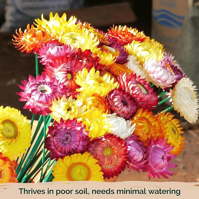 KVITER 3,000 Tall Mix Strawflower Seeds for Planting (Xerochrysum/Helichrysum Bracteatum), 2 Pack — Golden Everlasting Flower, Paper Daisy — Ideal Organic, Heirloom Cut Flower Seeds to Plant Outside