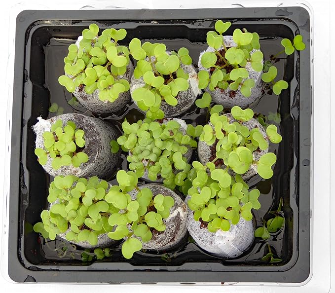 Coco Coir Seed Starter - 35mm (60 Count) - Transplant Soil Discs