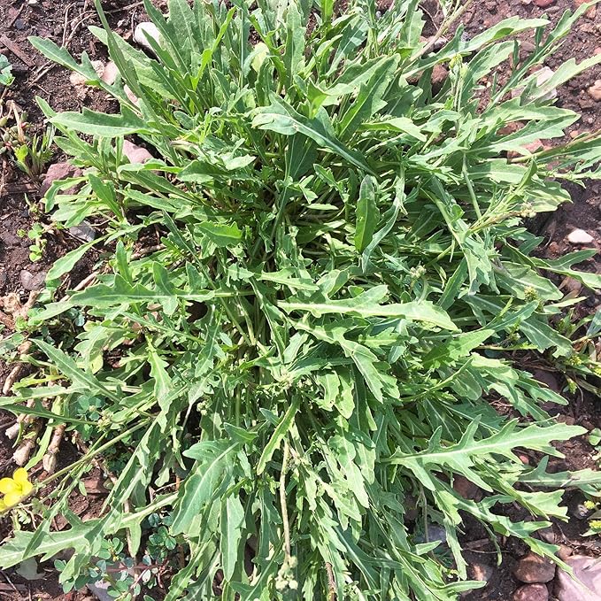 Wild Arugula Herb Garden Seeds - 4 Oz - Non-GMO, Heirloom, Annual - Herbs, Microgreens, Gardening