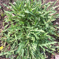 Wild Arugula Herb Garden Seeds - 4 Oz - Non-GMO, Heirloom, Annual - Herbs, Microgreens, Gardening