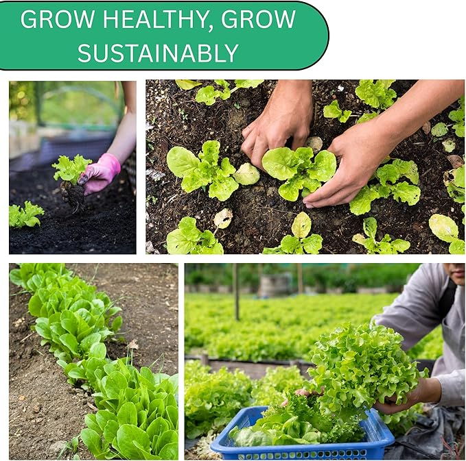 Woods Creek Seeds: Buttercrunch Heirloom Lettuce Seeds for Planting - Over 2,700 Non-GMO Seed Pack for Indoors, Outdoors, or as Hydroponic Seeds - Beginner-Friendly Green Leaf Lettuce Seed