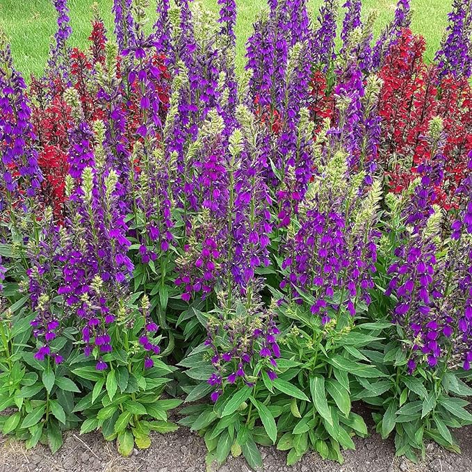 Eden Brothers Lobelia Seeds - Starship Blue