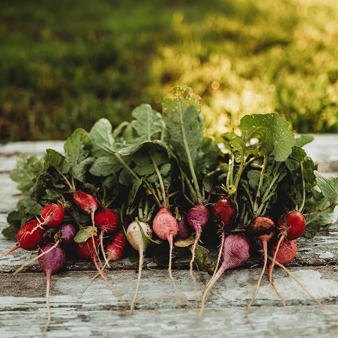 Easter Egg Radish Mix - 150 Seeds - Heirloom & Open-Pollinated Variety, Easy-to-Grow & Fast-Growing, Non-GMO Vegetable Seeds for Planting Indoors or Outdoors in The Home Garden, Thresh Seed Company