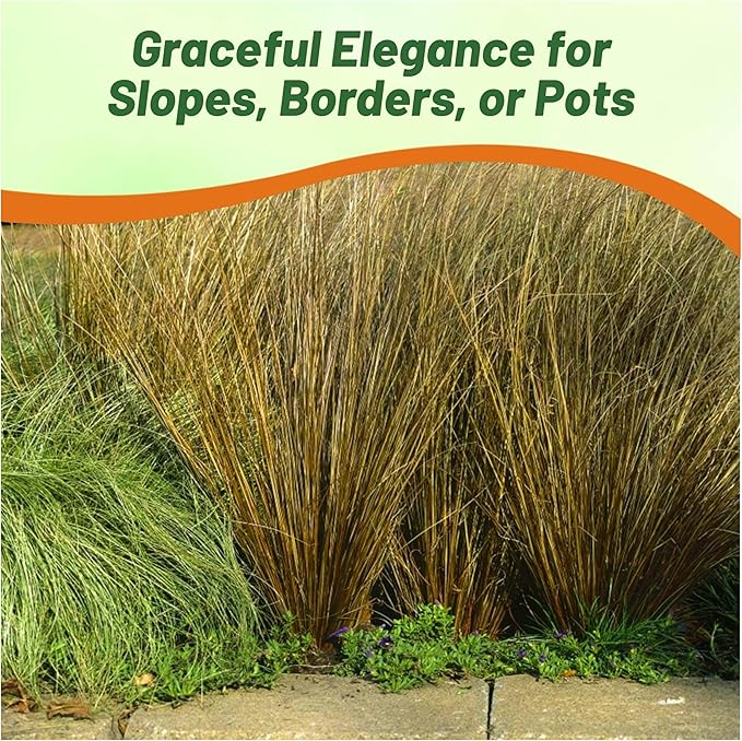 Outsidepride Carex Red Rooster Ornamental Grass Seed – 400 Pcs. Perennial, Low-Maintenance, Drought-Tolerant Grass Seeds with Low Growing Foliage for Borders, Ground Covers, & Outdoor Living Spaces