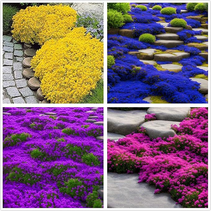 2000+ Mix Creeping Thyme Seeds Ground Cover for Planting - 4 Perennial Thyme Non-GMO Heirloom Lavender hues, Purple, Red, Yellow Beautiful Flower