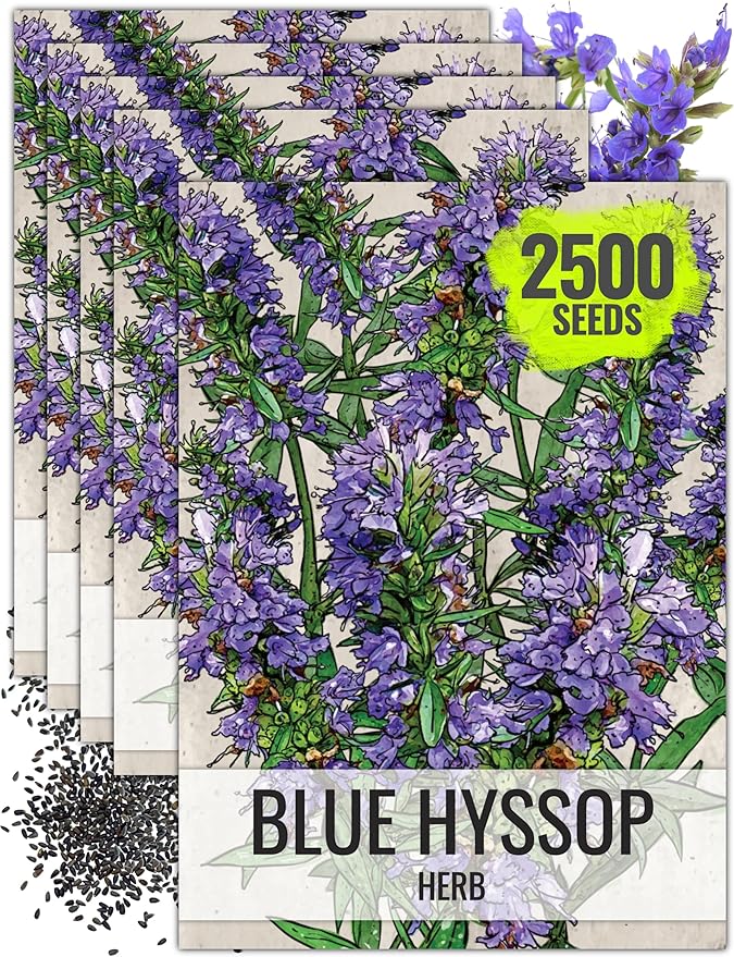 Seed Needs Hyssop Seeds for Planting Blue Hyssop Herbs - Non-GMO Heirloom & Untreated Hyssopus officinalis Seed to Plant an Indoor/Outdoor Medicinal Herb Garden (5 Packs)