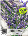 Seed Needs Hyssop Seeds for Planting Blue Hyssop Herbs - Non-GMO Heirloom & Untreated Hyssopus officinalis Seed to Plant an Indoor/Outdoor Medicinal Herb Garden (5 Packs)