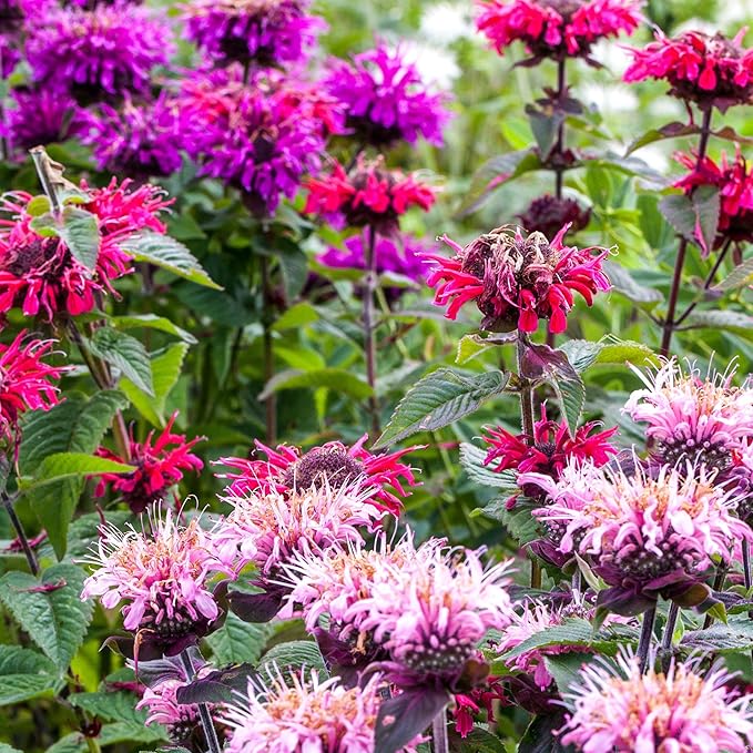 Seed Needs Panorama Mixed Bee Balm Seeds for Planting - Heirloom & Open Pollinated Perennial - Mixture of Colorful Flowers to Grow a Butterfly Garden (5 Packs)
