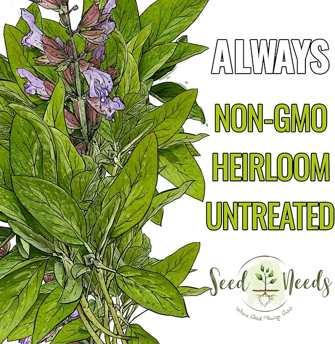 Seed Needs Sage Seeds for Planting Broad Leaved Herbs - Non-GMO Heirloom & Untreated Culinary Herb Seed to Plant a Home Grown Garden Indoors or Outdoors (1 Pack)