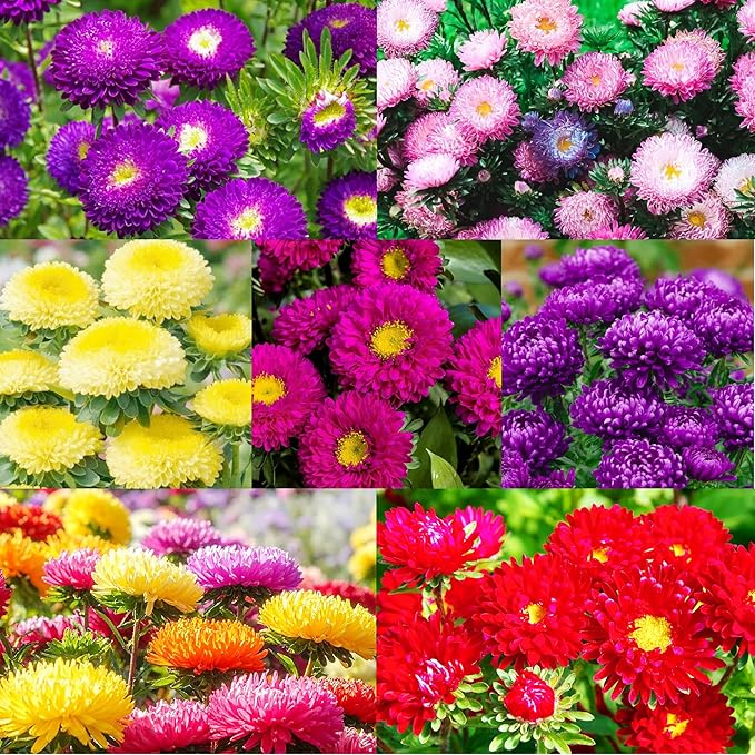 1000+ Perennial Aster Flower Seeds for Planting Outdoors-Powderpuff Mix Non-GMO Attracts Bees&Butterflies Fragrant Butterfly