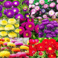 1000+ Perennial Aster Flower Seeds for Planting Outdoors-Powderpuff Mix Non-GMO Attracts Bees&Butterflies Fragrant Butterfly
