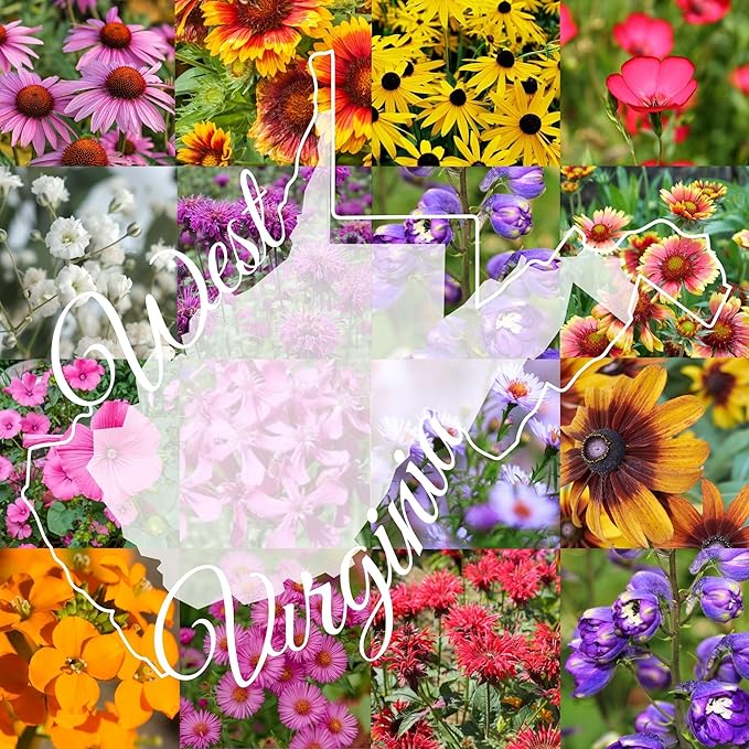 West Virginia Bulk Perennial Wildflower Seed Mix 1lb Covers 2,000sq-ft - Attract Pollinators, Multi-Color Blooms - Northeast US Species Plant in Spring/Fall - Earth-Friendly Packaging (1/2 Pound)