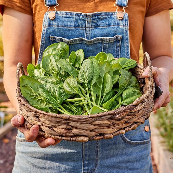 Burpee Bloomsdale Long Standing Spinach Seeds - Heirloom, Slow-Bolting