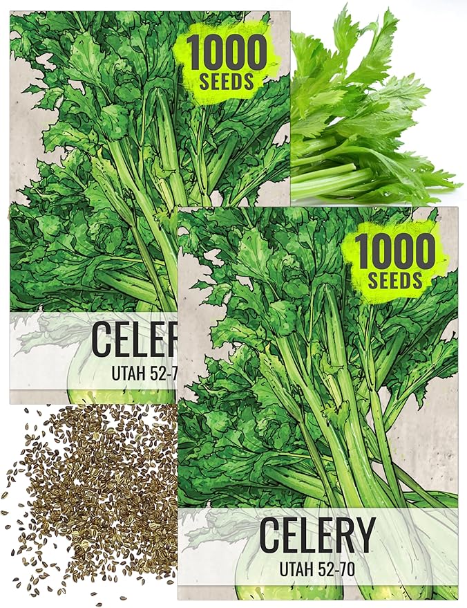 Seed Needs Celery Seeds for Planting Utah 52-70 Celery - Non-GMO, Heirloom & Untreated - Grow a Home Grown Outdoor Vegetable Garden for Fresh Produce (2 Packs (2,000 Seeds))