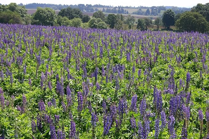 Non GMO Bulk Perennial Lupine Flower Seed (1/2 Lb)