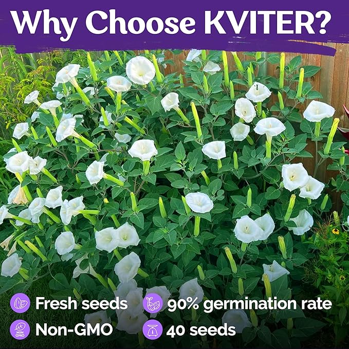 KVITER 40 White Moonflower Seeds – Moon Flower Seeds for Planting/Flower Seeds to Plant Outside – Ideal Flowering Bushes for Moon Garden, Night-Time Enchantment of Outdoor Garden